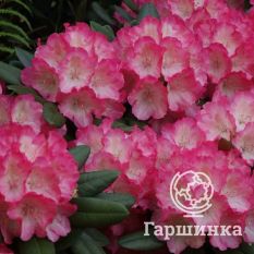 Рододендрон Фантастика-1