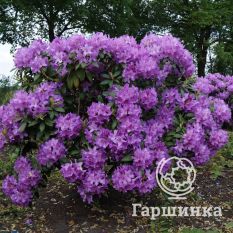 Рододендрон Грандифлорум-1