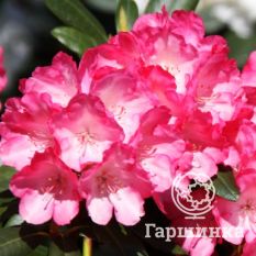 Рододендрон Фантастика-4