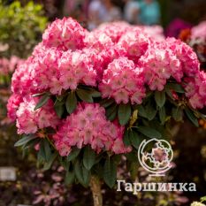 Рододендрон Фантастика-3