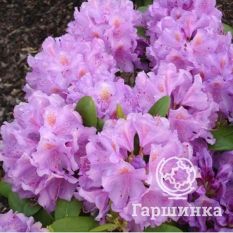 Рододендрон Грандифлорум-4