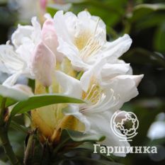 Рододендрон Каннингемс Уайт -3