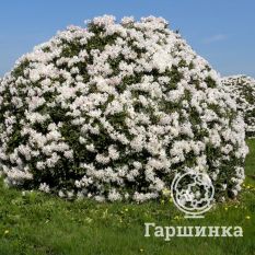 Рододендрон Каннингемс Уайт -4