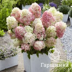 Саммер Сноу-3