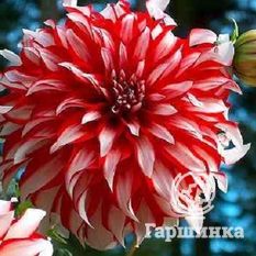 Георгина Санта Клаус декоративная-1