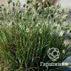 Сеслерия голубая-1