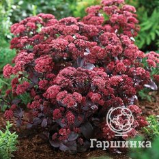 Очиток Purple Emperor (Перпл Эмперор)-1