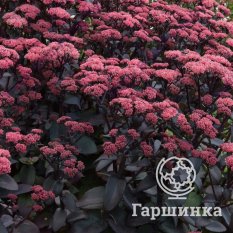 Очиток Purple Emperor (Перпл Эмперор)-2