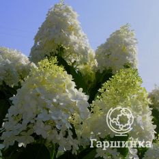 Саммер Сноу-1