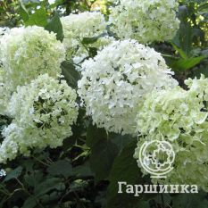 Саммер Сноу-2