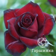 Шварце Мадонна-3