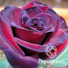 Шварце Мадонна-1