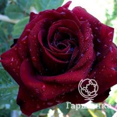 Шварце Мадонна-2