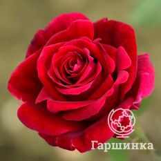 Шварце Мадонна-4