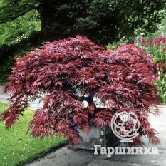 Атропурпуреум-1