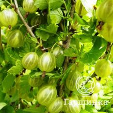 Балтийский-1