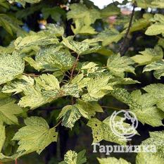 Леопольди-2