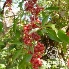 Красноплодная-1