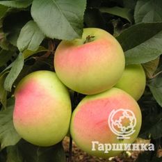 Данила Имрус-1