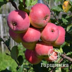 Данила ВЭМ розовый-1