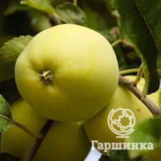 Данила ВЭМ желтый-1