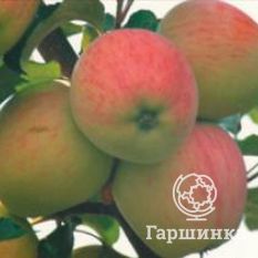 Губернское-1