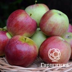 Орловское полесье-1