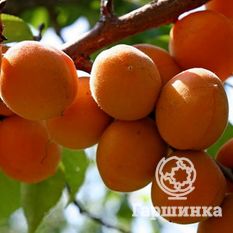 Компотный-1