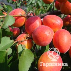 Краснощёкий-1