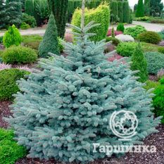 Ель колючая Глаука Глобоза-1