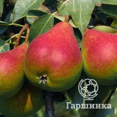 Груша Отраденская-1