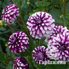 Георгина Эдинбург-1