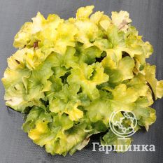 Лемон Суприм-1