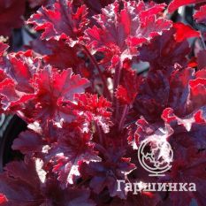 Мелтин Файр-1