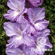 Адмирал Ушаков-1