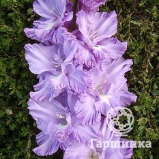 Адмирал Ушаков-2