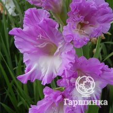 Гладиолус Афродита-1