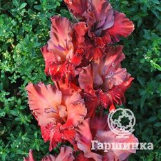 Агатовые Бусы-1