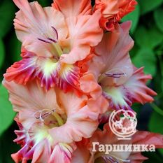 Гладиолус Янтарь-1