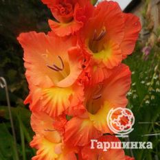 Гладиолус Апельсиновый мираж-1