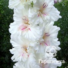 Гладиолус Апостол Петр-2