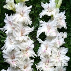 Гладиолус Апостол Петр-1