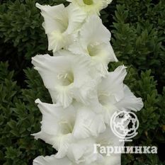 Балет на льду-1