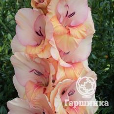 Бальзам Любви-1