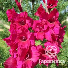 Бархатный кумир-1