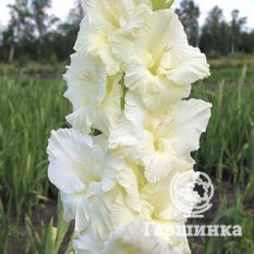 Белый Медведь Супергигант-1