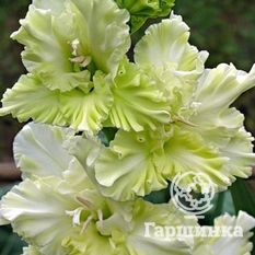 Благородный земледелец-1