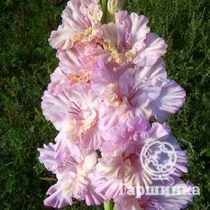 Божественная Серенада -1