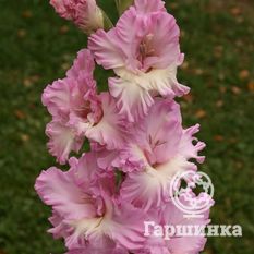 Брызги водопада -1