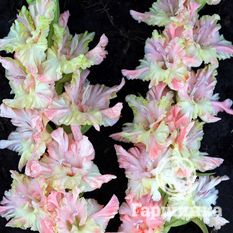 Дыхание лета -1